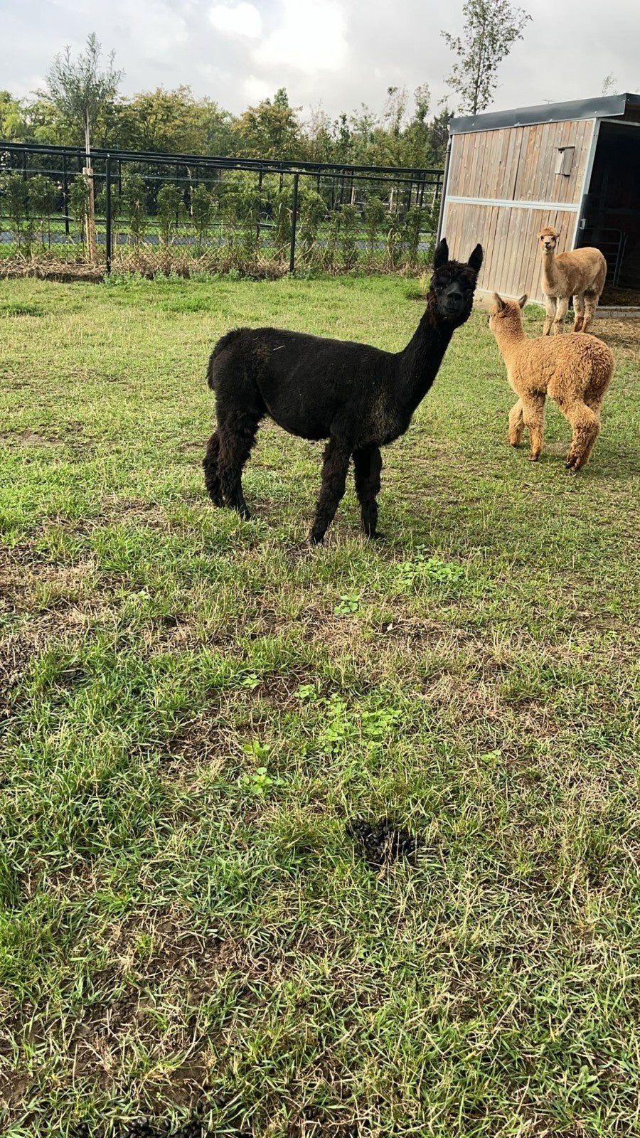 Alpaca merrie   drachtig, Juin, Femelle