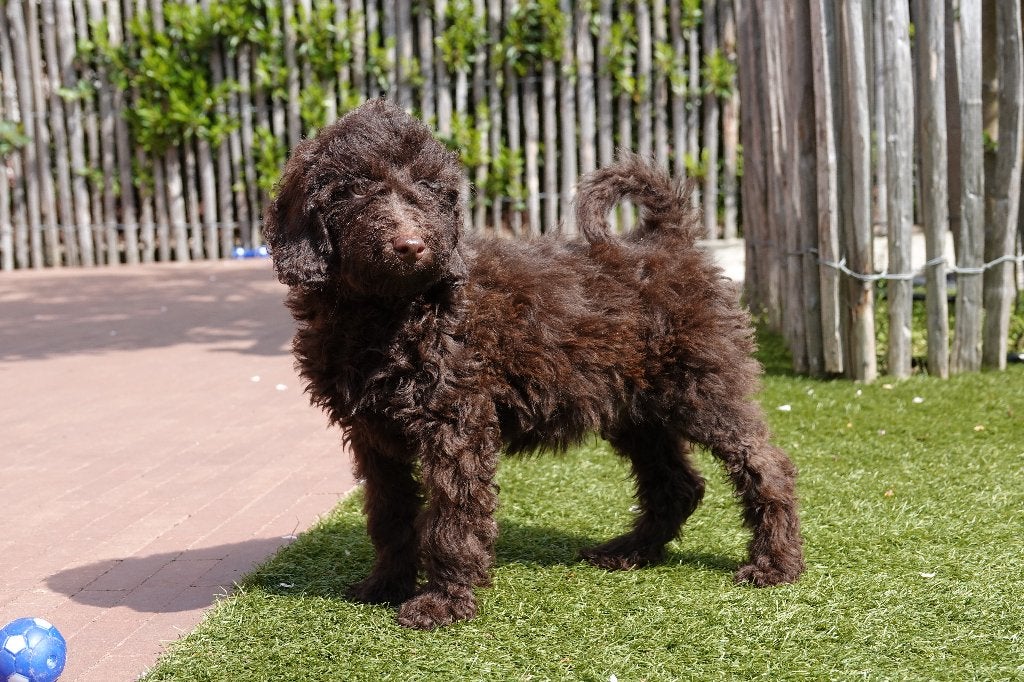 Chiots Labradoodle choco petite/moyenne taille, 100% belges, Hépatite contagieuse (maladie de Rubarth), Autres races, Plusieurs