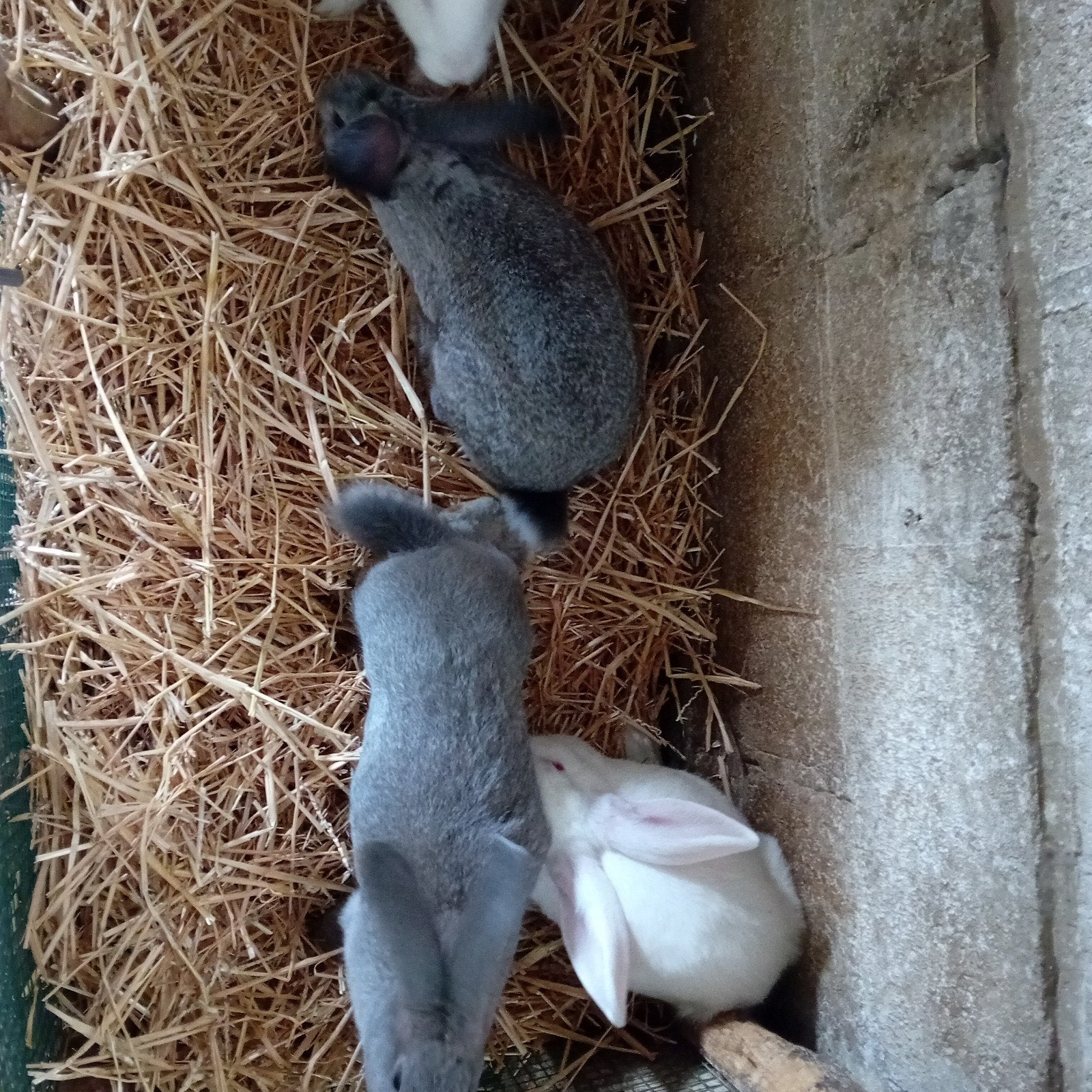 konijnen, Dieren en Toebehoren, Konijnen