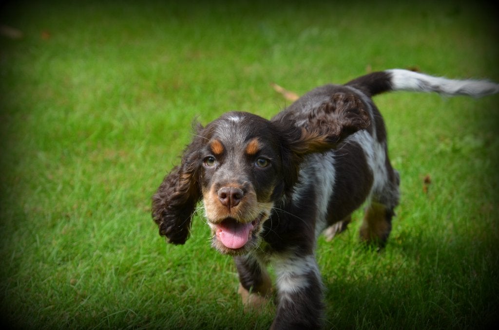 Chiots en chocolat Cocker Spaniel anglais, Chien (mâle), Maladie de Carré (chiens), Belgique, Plusieurs