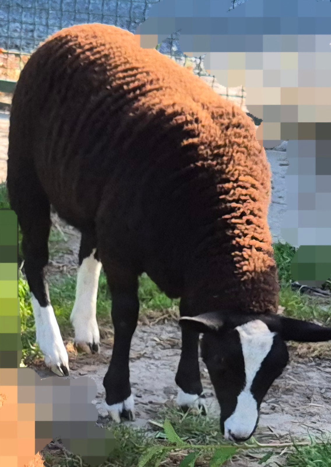 Schaap Zwartbles ooi lam, Dieren en Toebehoren, Vrouwelijk, Schaap, 0 tot 2 jaar