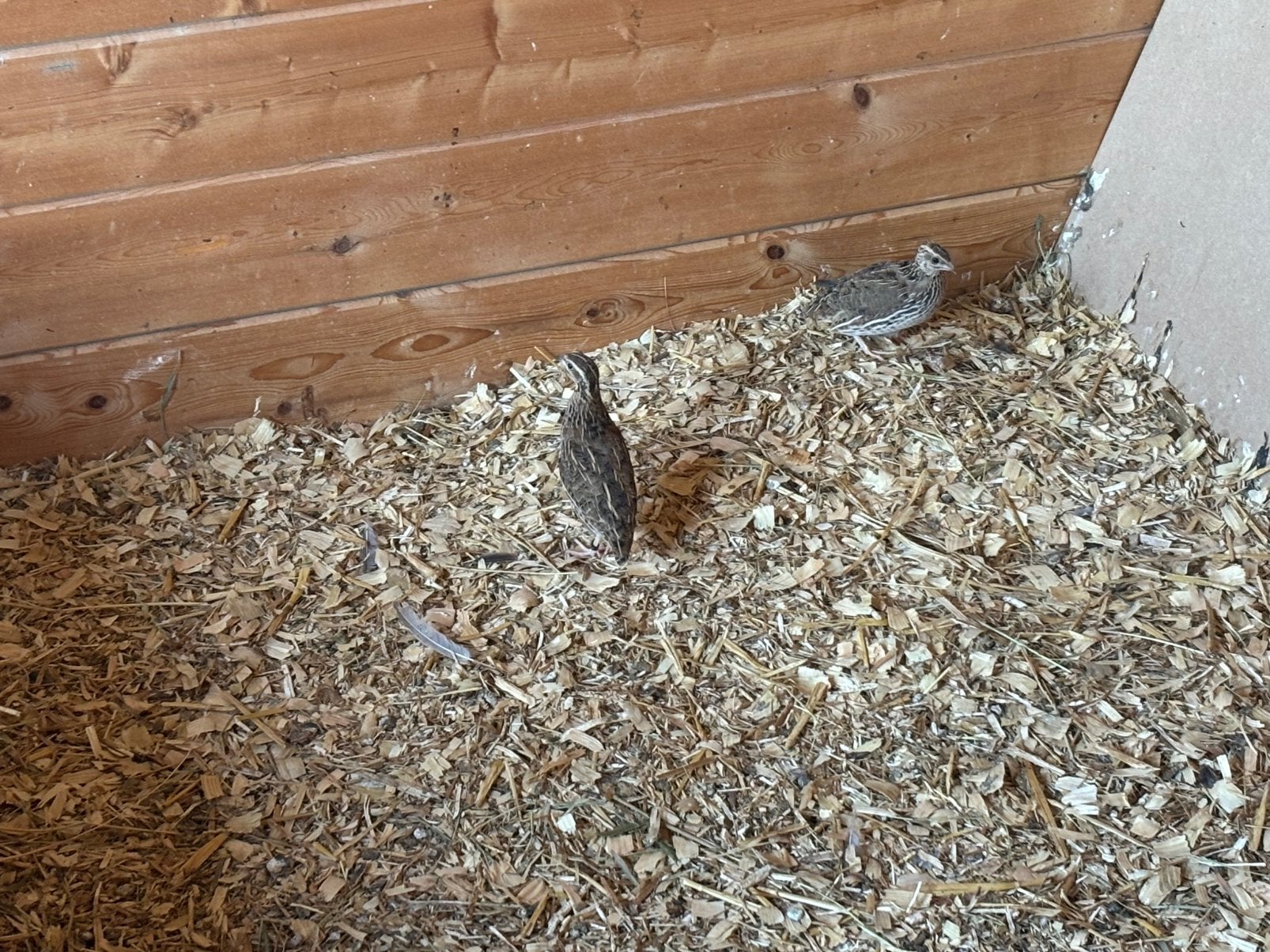 Foktoom europese kwartel, Dieren en Toebehoren, Vogels | Overige Vogels