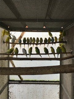 grasparkieten, Meerdere dieren, Parkiet