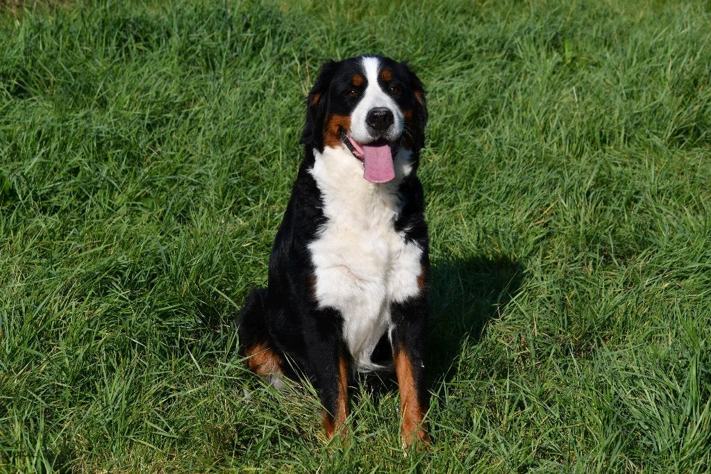 Berner Sennen pups te koop - Beide ouders aanwezig, België, Reu, CDV (hondenziekte), Meerdere