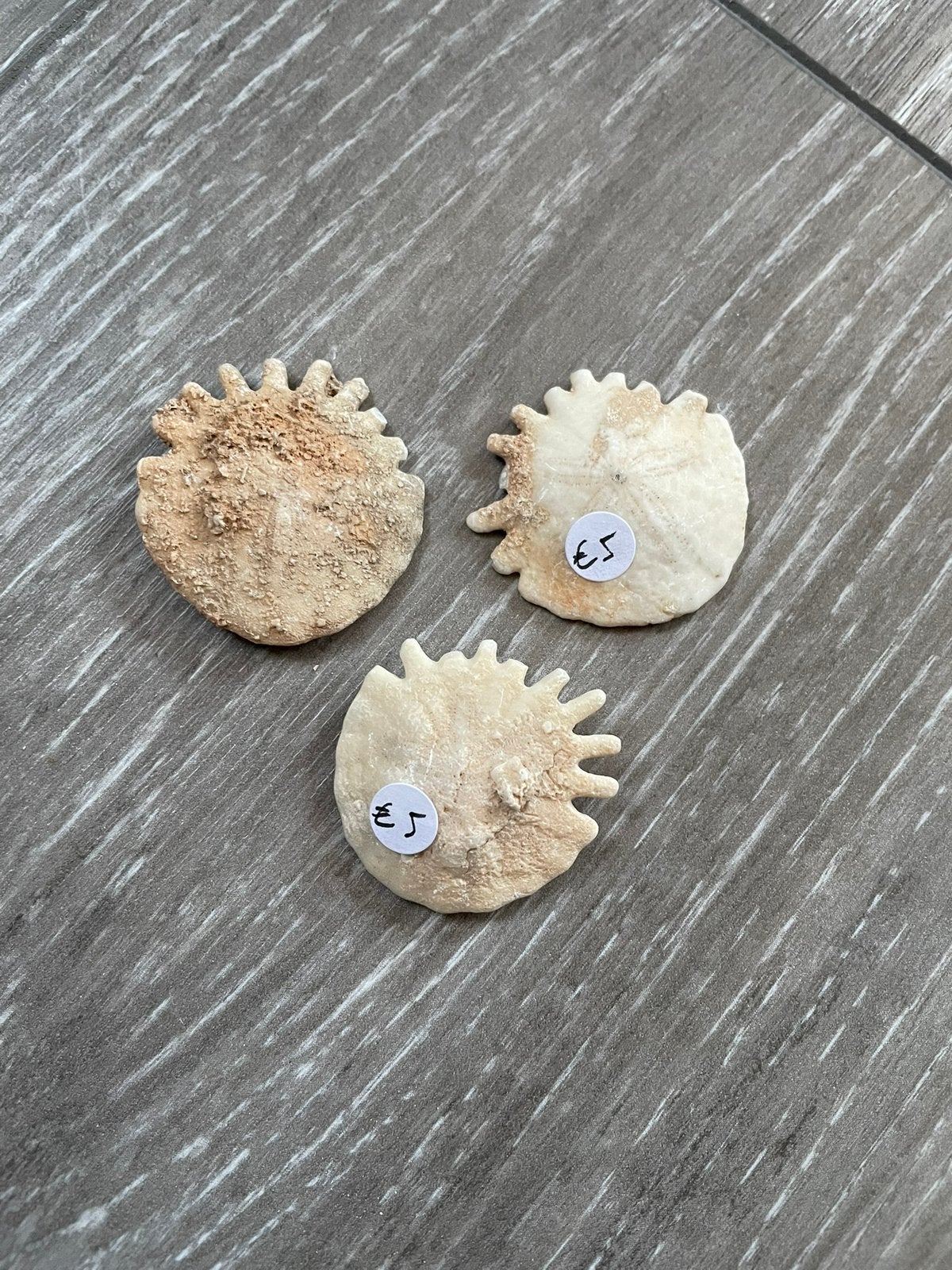 Fossiele zanddollar, Verzamelen, Mineralen en Fossielen, Ophalen of Verzenden, Fossiel