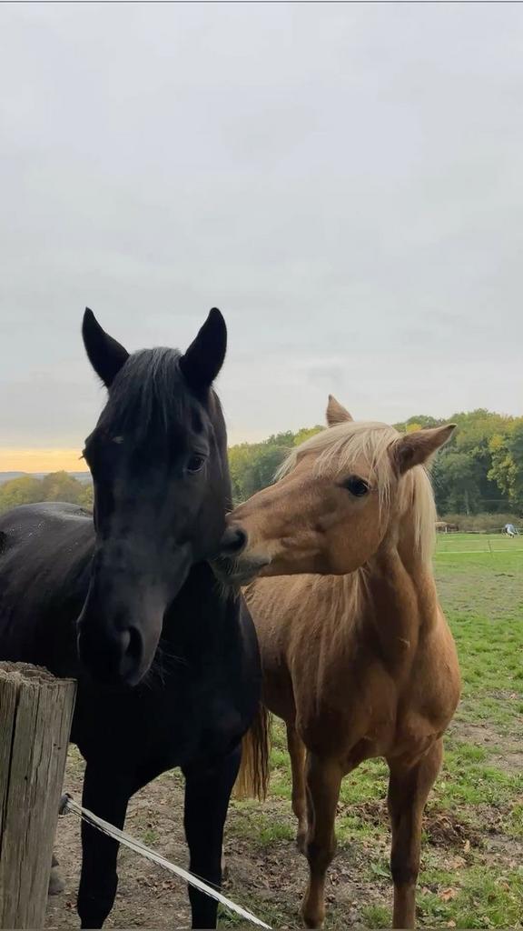 Verzorg paard gezocht GRATIS!, Dieren en Toebehoren, Paarden, Meerdere dieren
