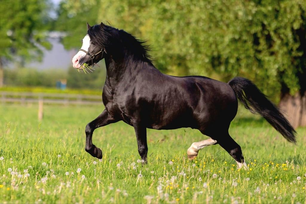 Pour couvrir : magnifique étalon noir Welsh A, Étalon