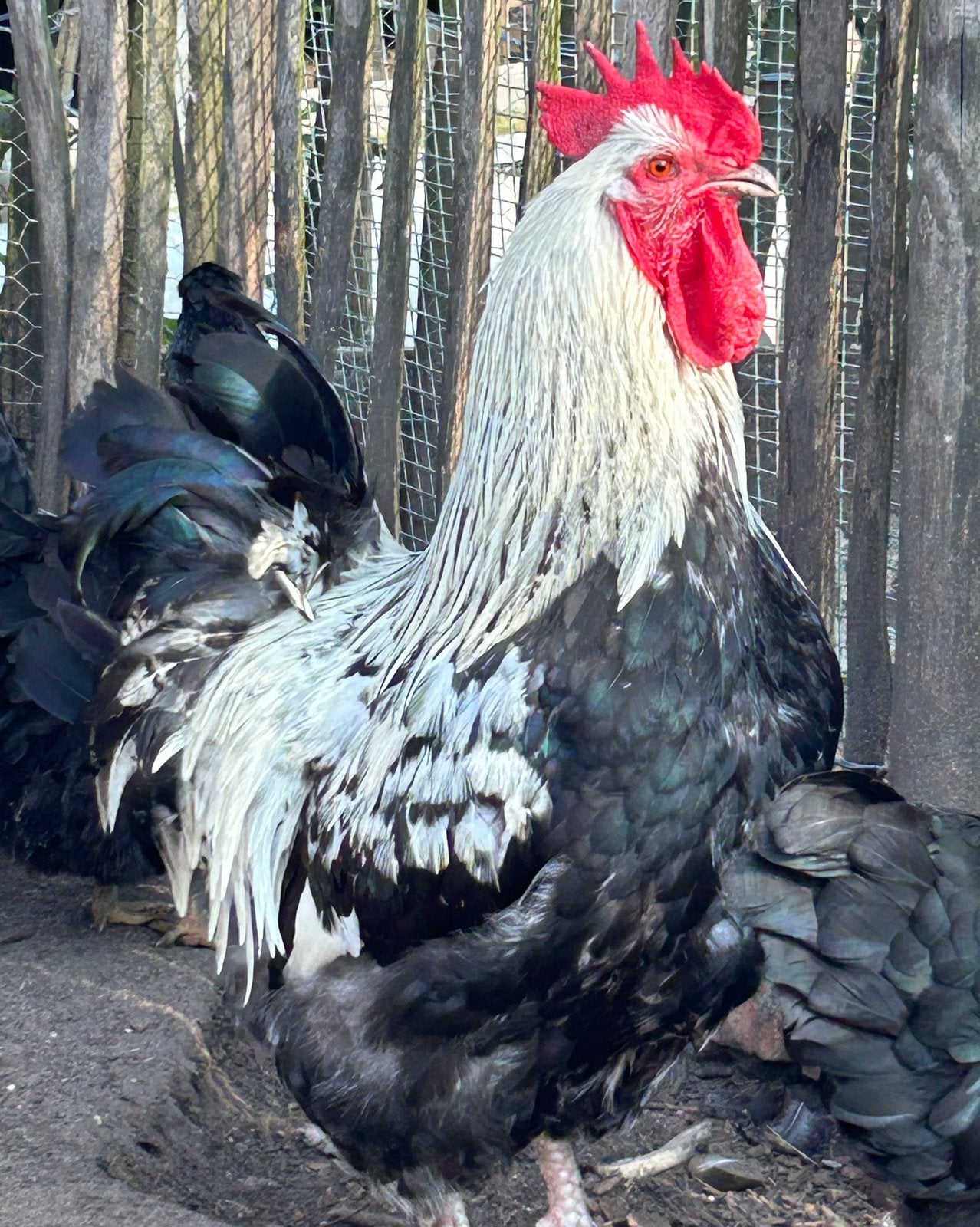 Haan marans, Mâle, Poule ou poulet