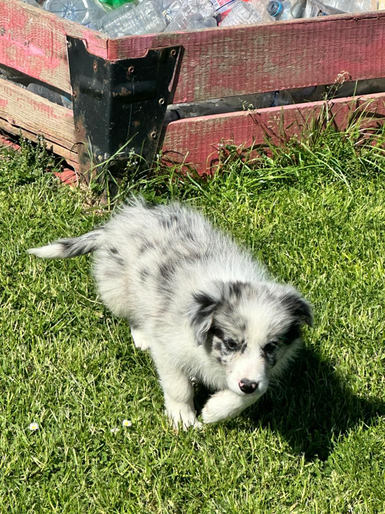 Border collie, Animaux & Accessoires, Chien (mâle), Belgique, 8 à 15 semaines, Colley