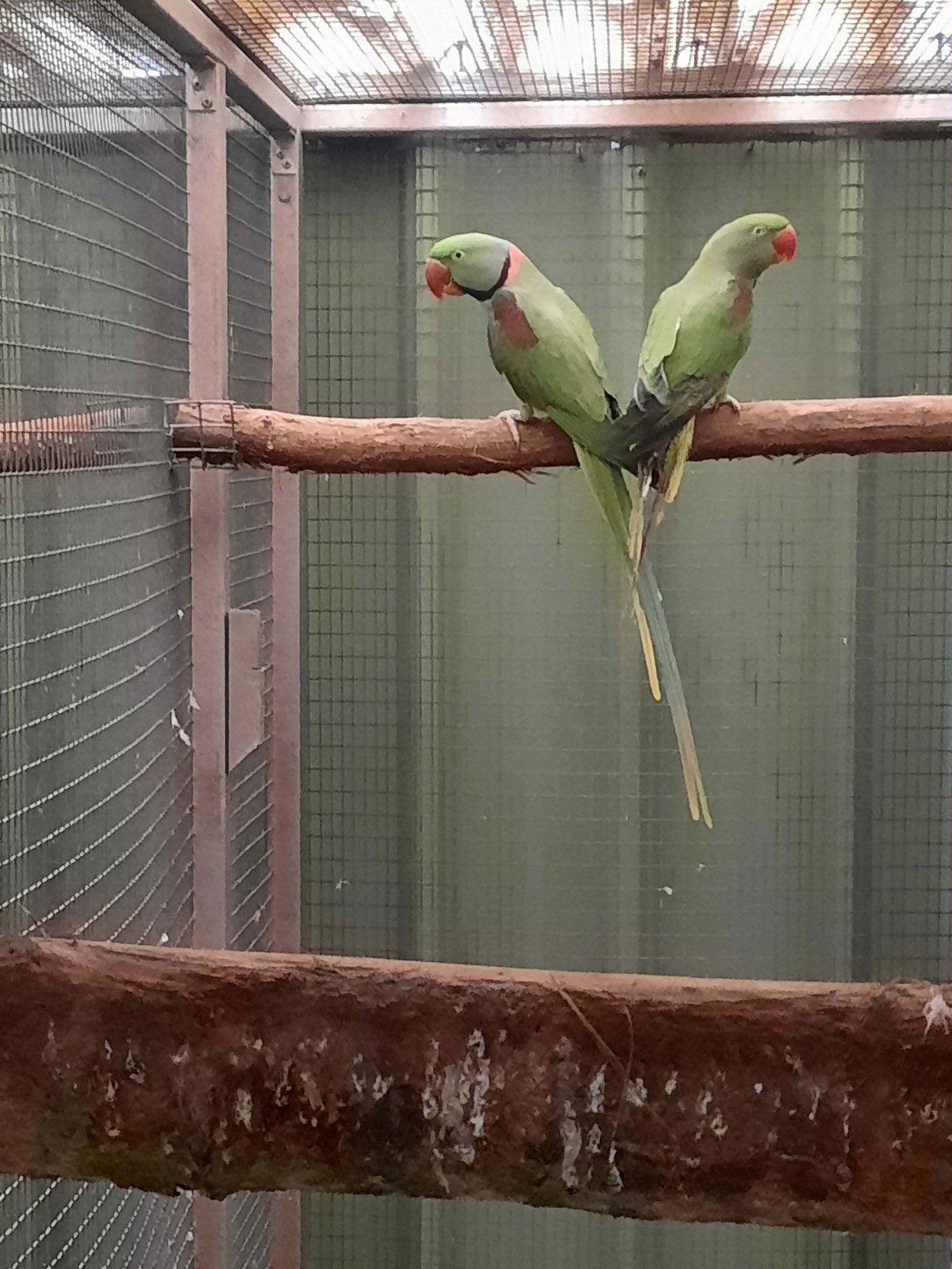 koppel grote Alexander, Plusieurs animaux, Perruche, Bagué