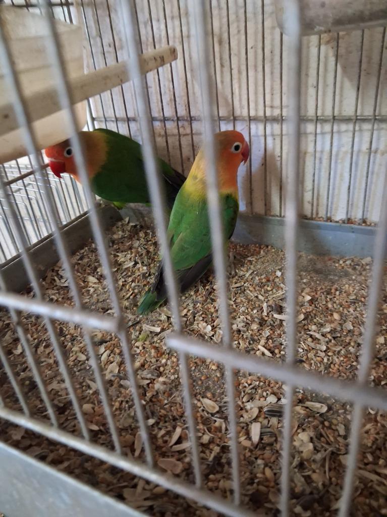 2 koppels dwergpapegaaien met kooi, Meerdere dieren, Parkiet