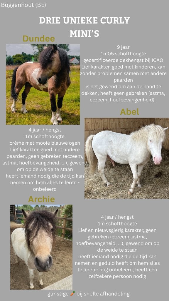 Curly mini, Dieren en Toebehoren, Paarden en Pony's | Overige Paardenspullen, Ophalen, Zo goed als nieuw, Recreatie