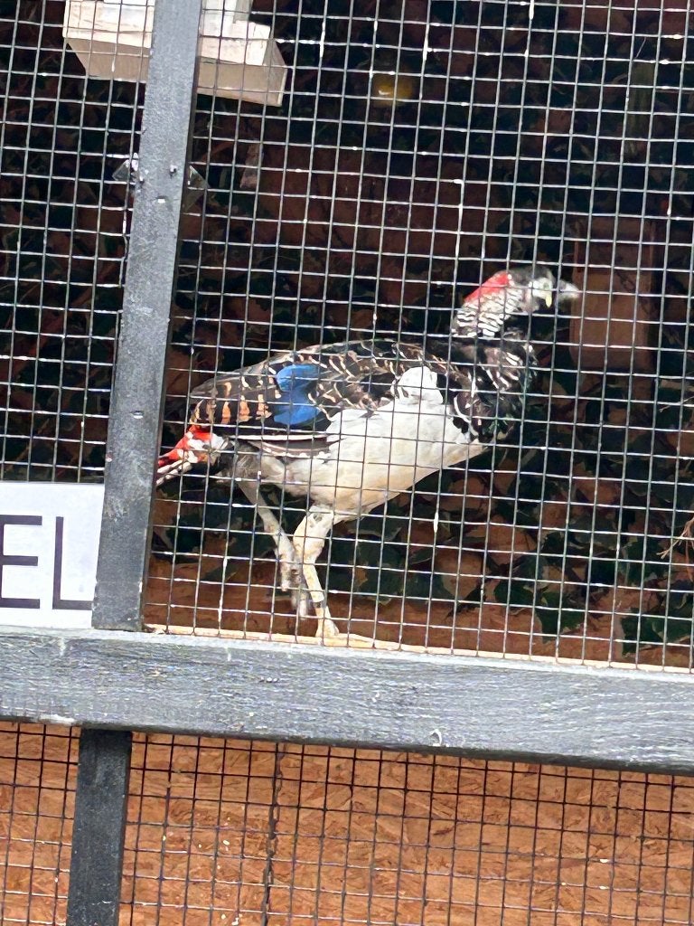 Koppel lady fazanten, Dieren en Toebehoren, Meerdere dieren, Overige soorten