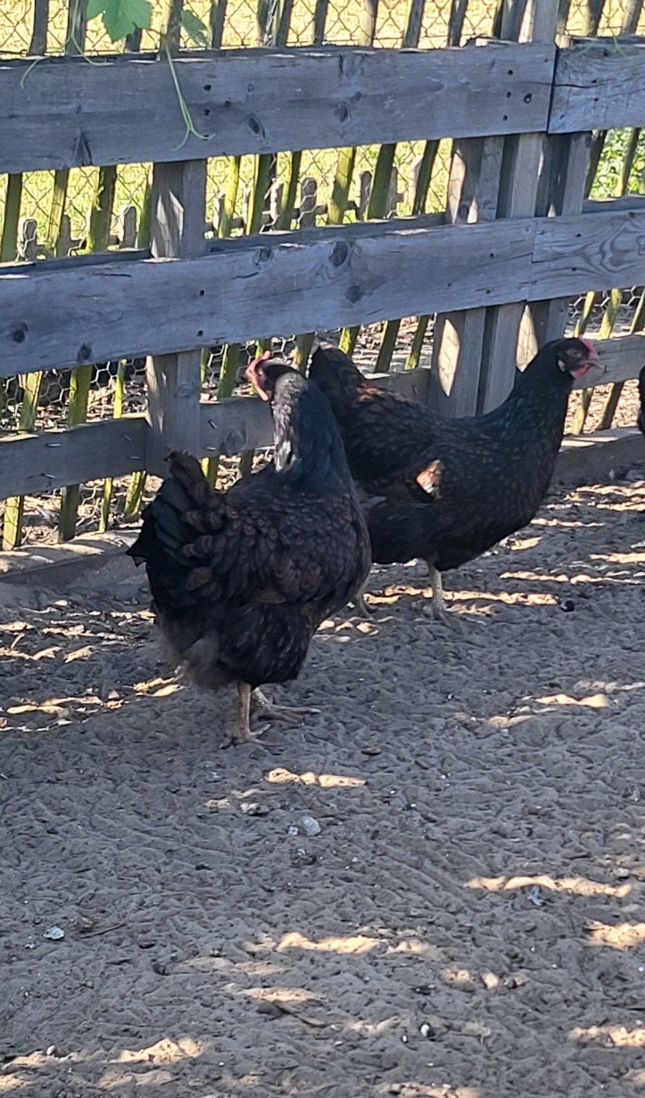 Barnevelder hennen, Dieren en Toebehoren