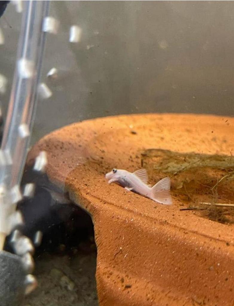 5 stuks Ancistrus Snow White, Dieren en Toebehoren, Vissen | Aquariumvissen