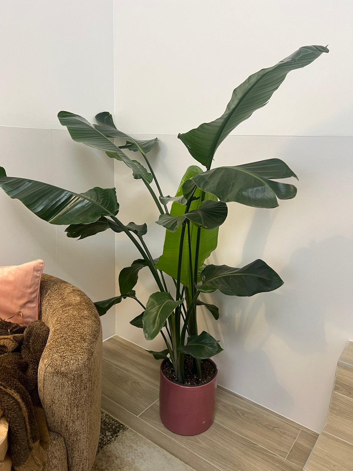 Strelitzia nicolai plante verte oiseau du paradis, Groene kamerplant, Ophalen