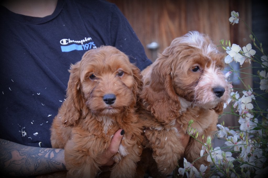 Cockapoo pups, België, CDV (hondenziekte), 8 tot 15 weken, Meerdere