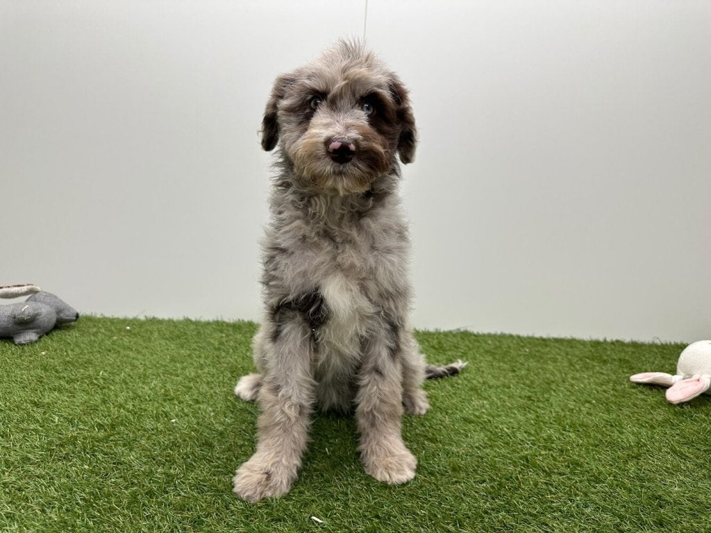 Chiots Bordoodle (Border Collie x Caniche), Animaux & Accessoires, Maladie de Carré (chiens), Plusieurs, Belgique, Plusieurs animaux