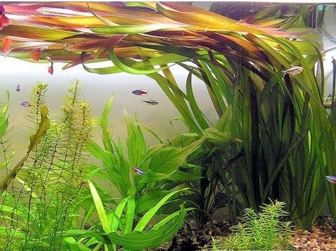 stekken reuze vallisneria, Ophalen, Nieuw, Plant(en), Steen of Hout