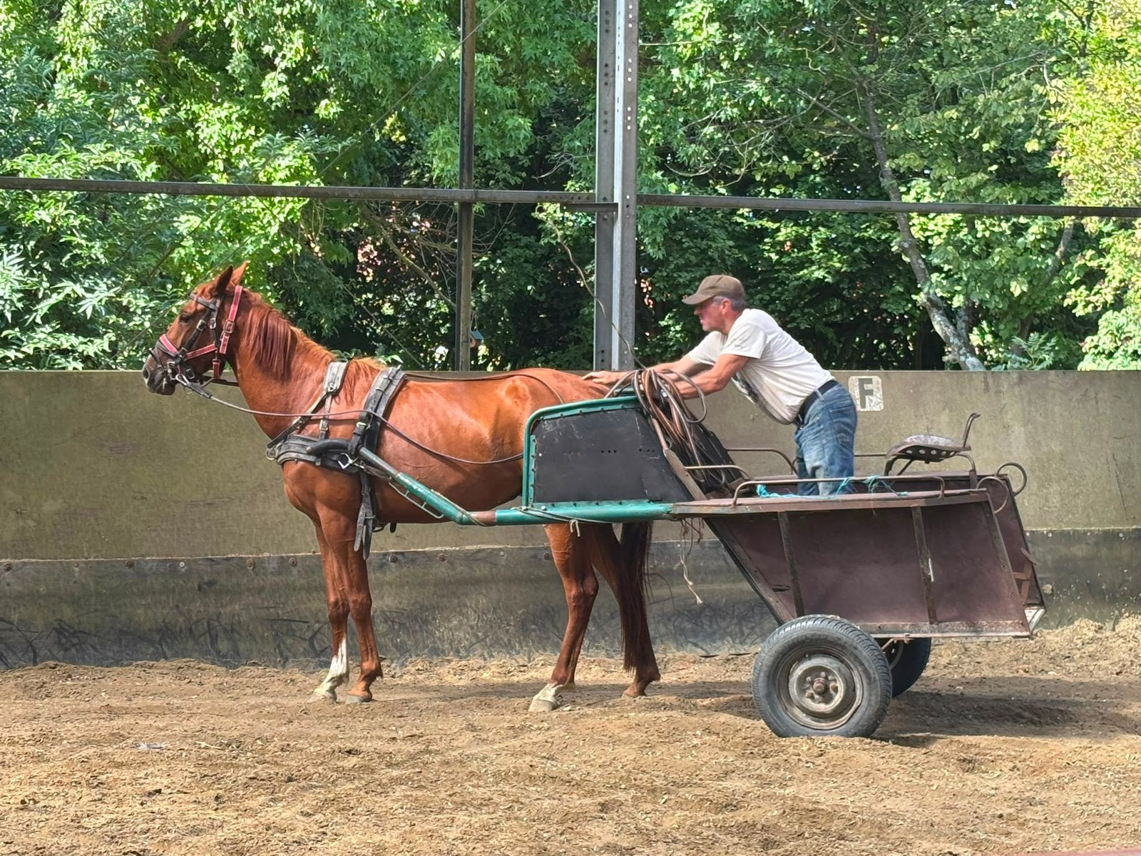 Opleerkarren jonge paarden (twee- en vierwielig)