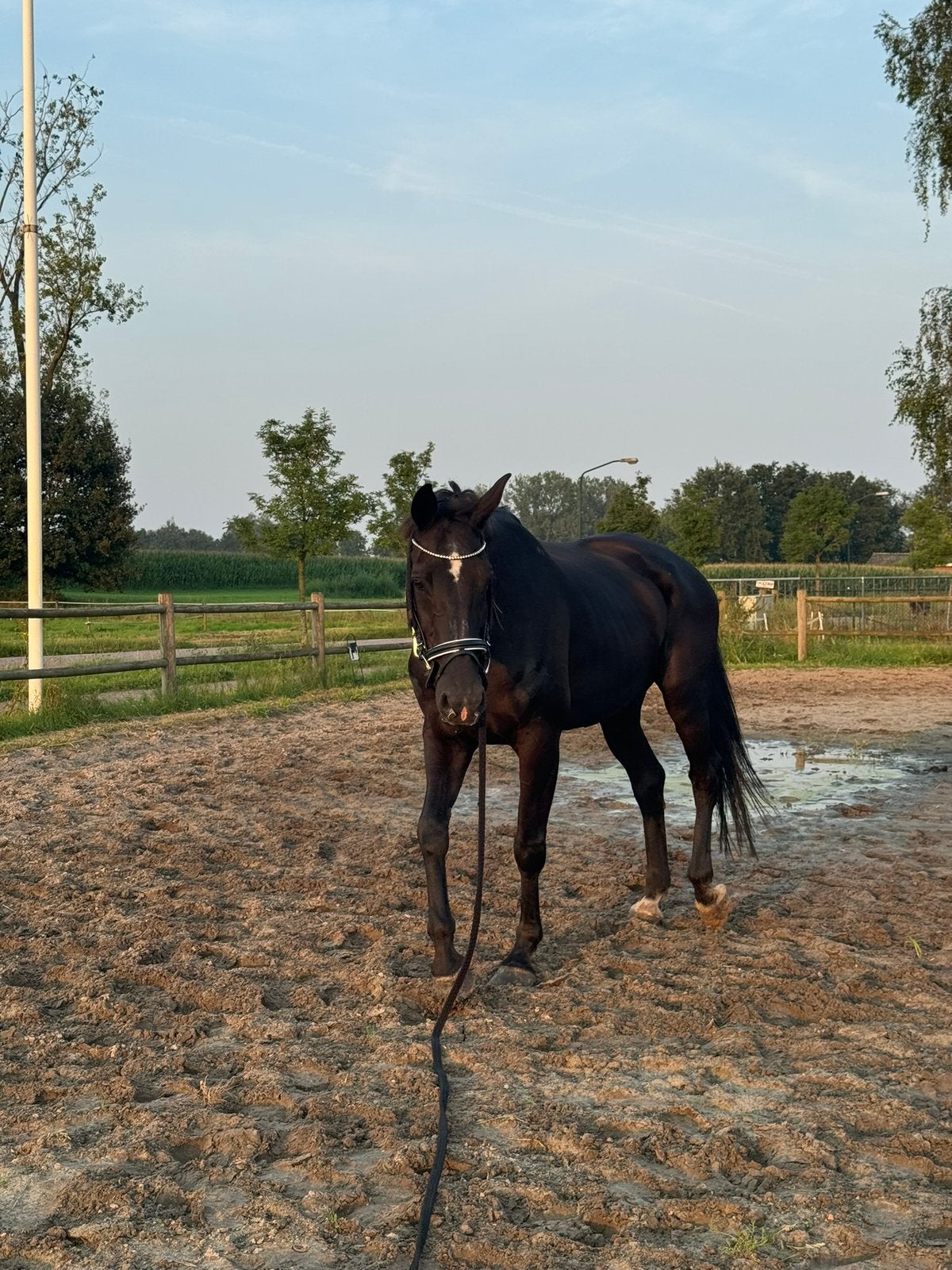 Bieden – Lieve en ervaren dressuurruin, ZZ, Met stamboom, Ruin, Dressuurpaard