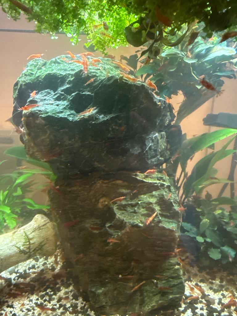 Rode vuurgarnaal 1€ st, Dieren en Toebehoren, Vissen | Aquariumvissen