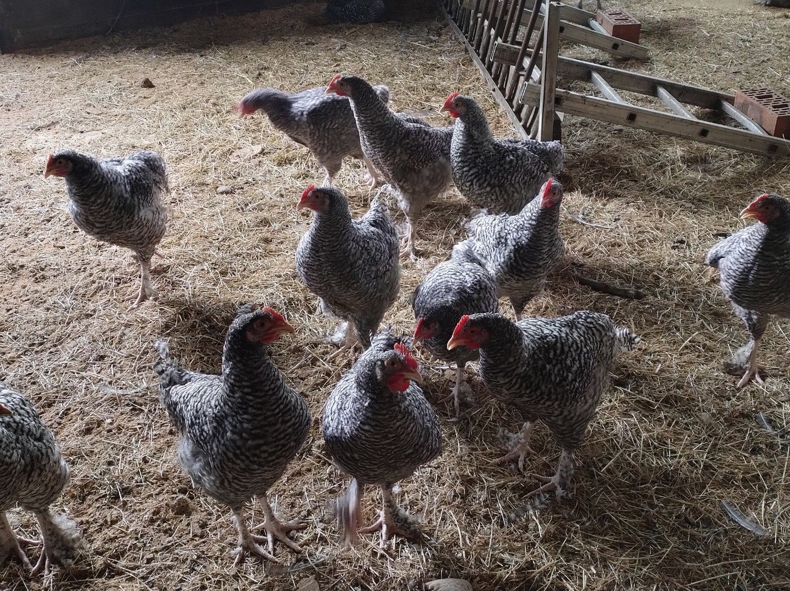 Mechelse koekoek hanen, Dieren en Toebehoren, Mannelijk, Kip
