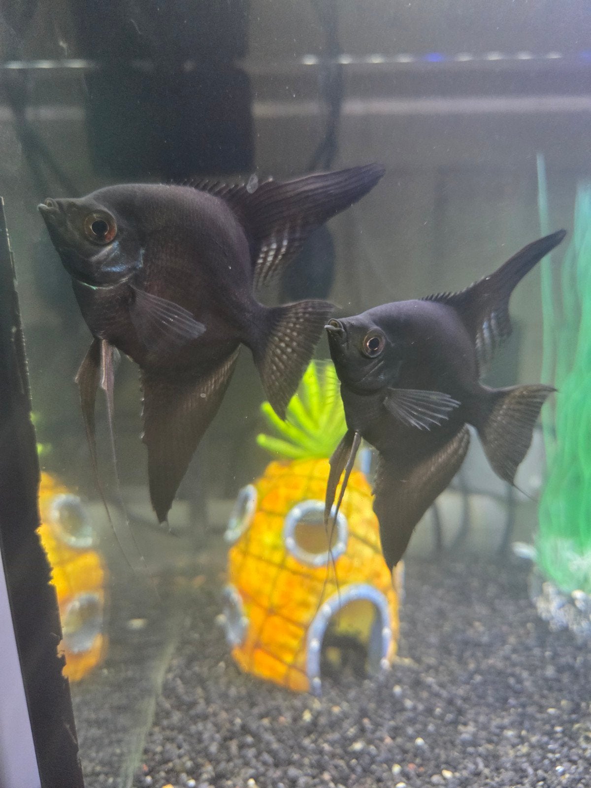 Maanvis zwart / wit-Pterophyllum scalare var. Black / white, Dieren en Toebehoren, Vis, Zoetwatervis