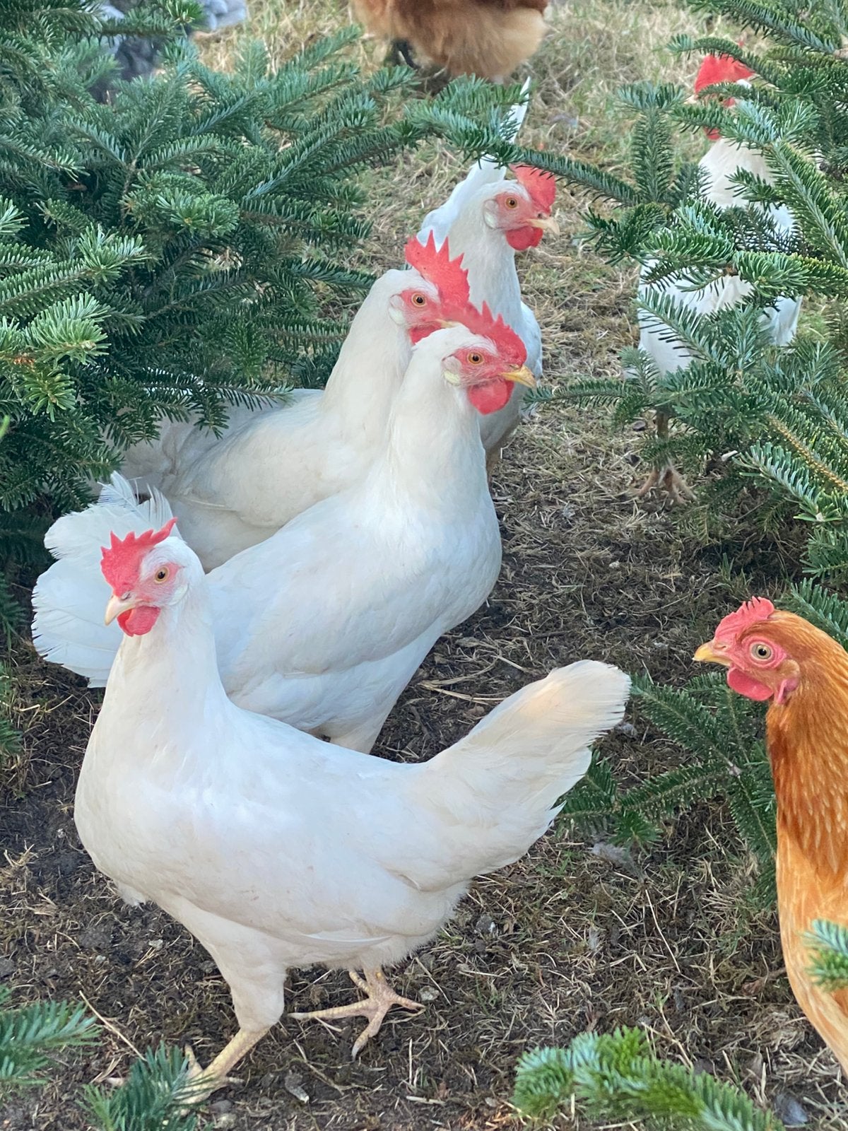 Witte leghorn kippen ( leggen 3 weken eieren ), Dieren en Toebehoren, Pluimvee