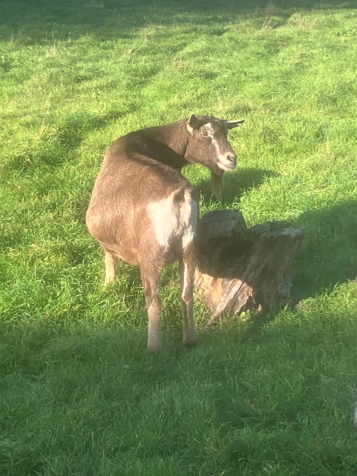 Toggenburger geit., Dieren en Toebehoren, September, Mannelijk