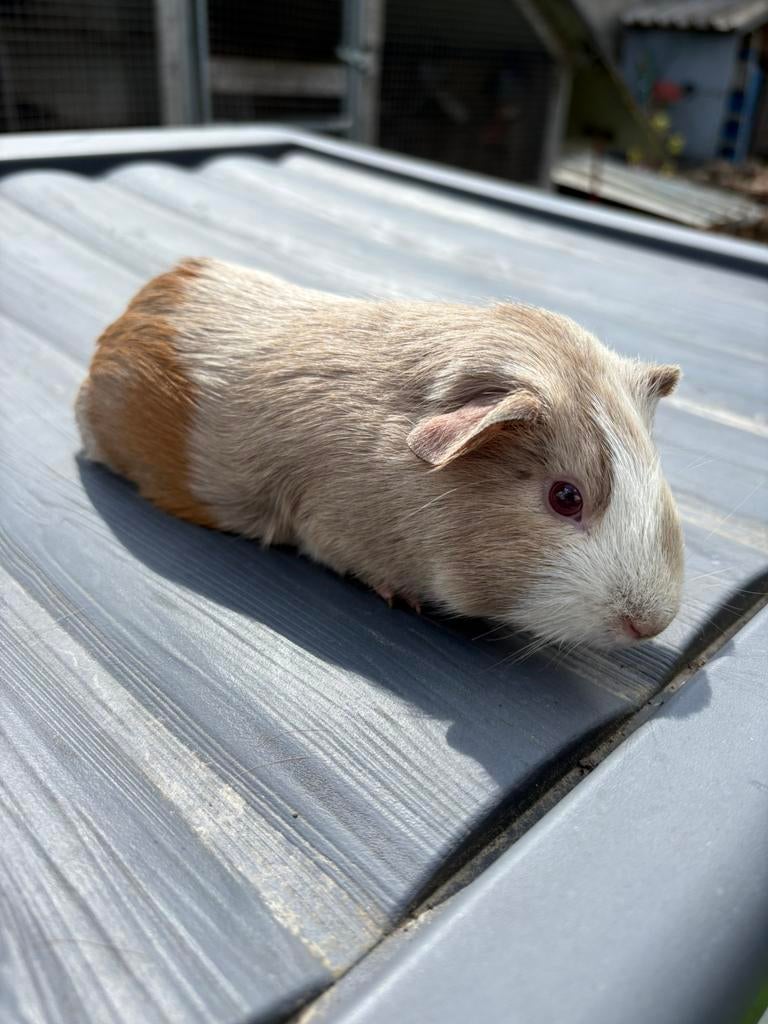 Lillac beertje, April, Mannelijk, Cavia