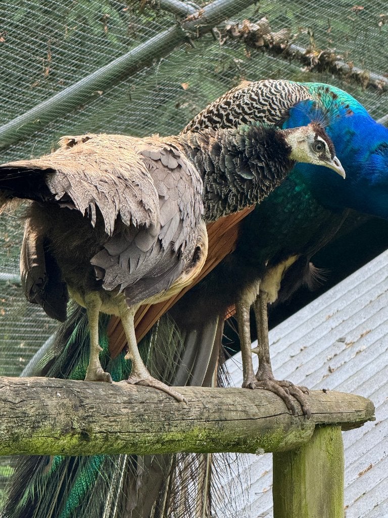 Mannelijke pauw, Mannelijk, Tropenvogel, Tam
