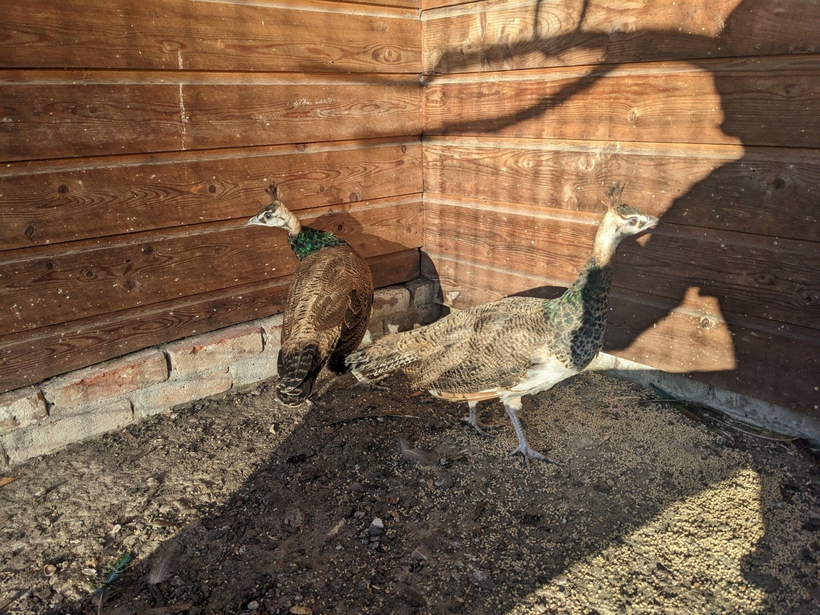 Spalding pauwhanen, Dieren en Toebehoren, Mannelijk, Overige soorten