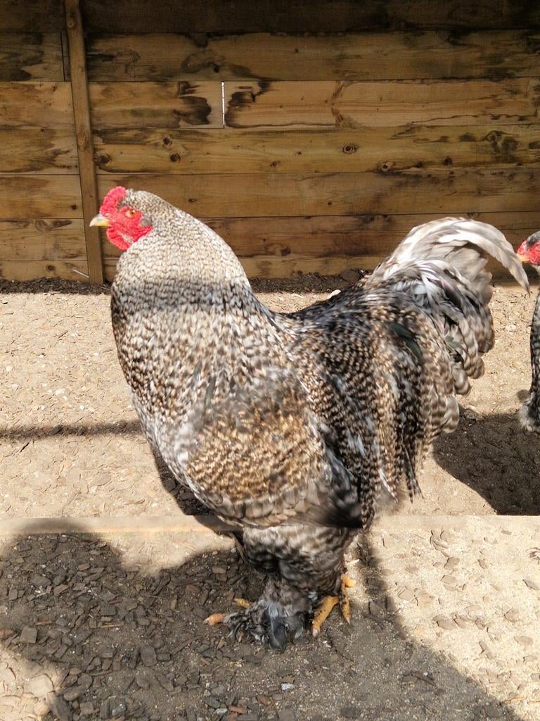 Broedeieren brahma koekoek, Dieren en Toebehoren, Pluimvee