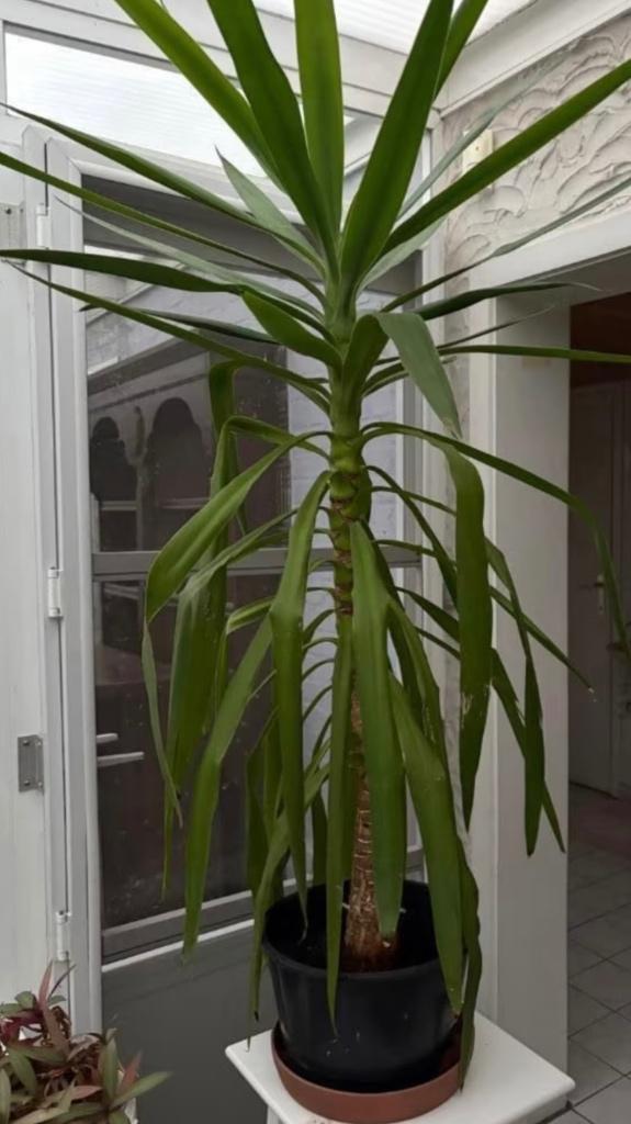 Yucca, Ophalen, 100 tot 150 cm, Halfschaduw, In pot