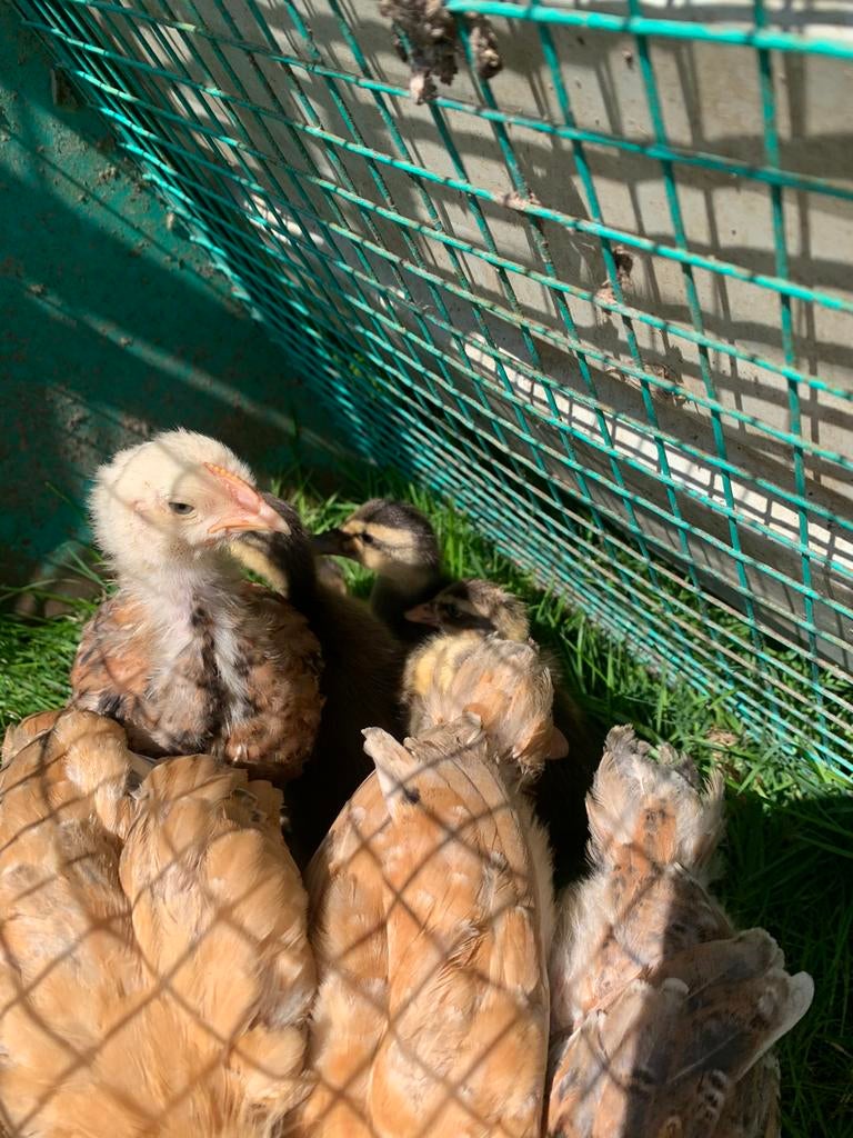 Poulettes d’un mois de poules pondeuses, Tickets & Billets