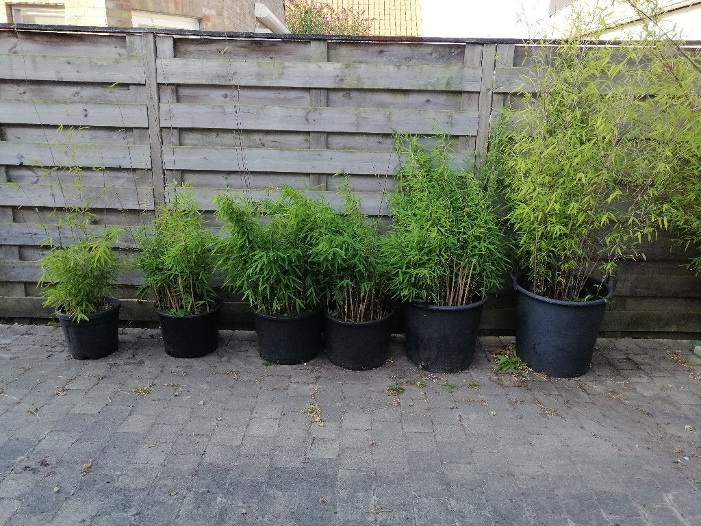 BAMBOE FARGESIA NITIDA, NIET WOEKEREND, LAATSTE STUKS, Tuin en Terras, Planten | Tuinplanten, Ophalen, Bloeit niet, Halfschaduw