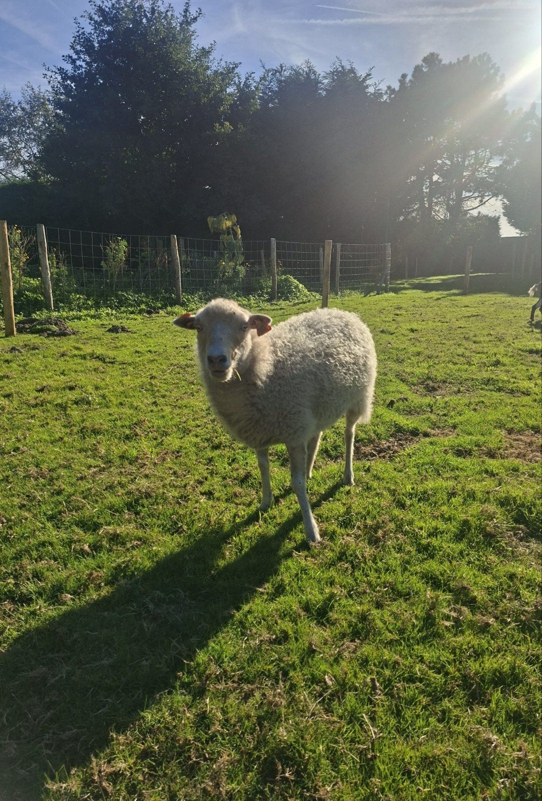 wit ouessant ooi 1,5 jaar, Dieren en Toebehoren, Vrouwelijk, Schaap, 0 tot 2 jaar