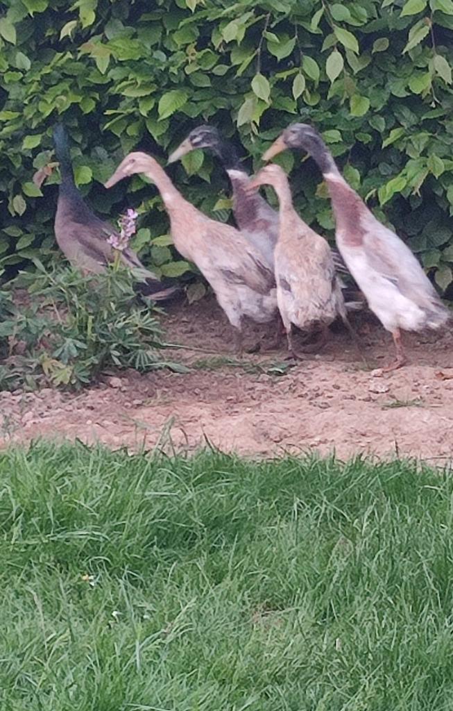 Broedeitjes Indische loopeendjes, Dieren en Toebehoren, Pluimvee