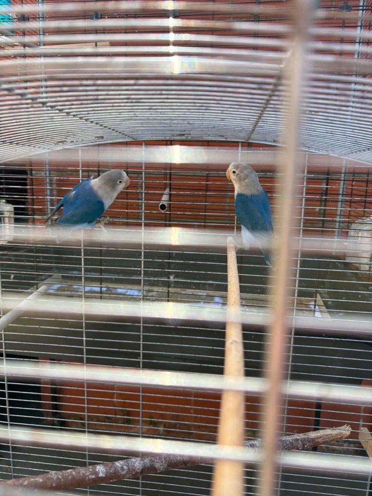 fischeri 2026, Meerdere dieren, Dwergpapegaai of Agapornis, Geringd