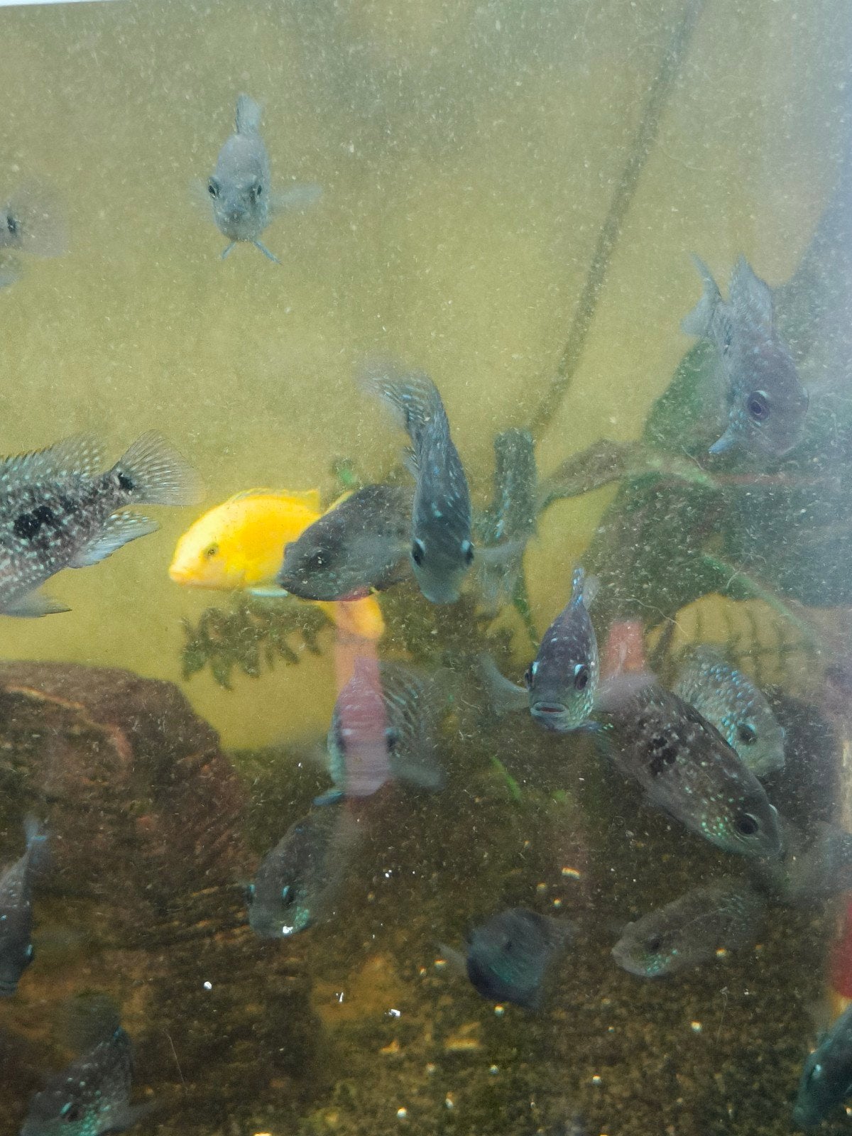 Texas chicliden, Dieren en Toebehoren, Vissen | Aquariumvissen