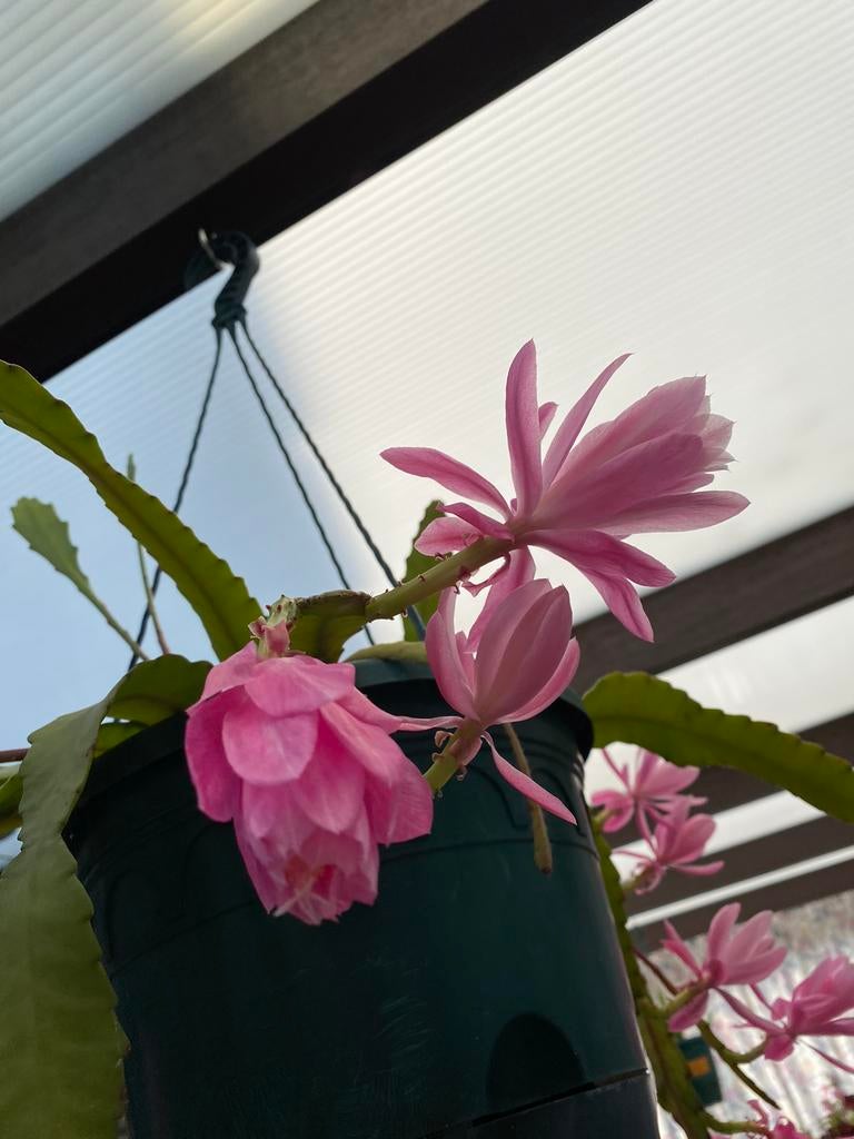 Epiphyllum blad.Duitse Keizerin. Stekken worden vers geknipt, Jardin & Terrasse, Plantes | Arbres, Enlèvement