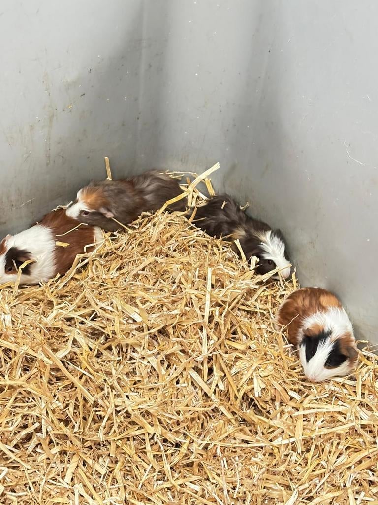 Cavia , cavia's in vele kleuren, Oktober, Cavia
