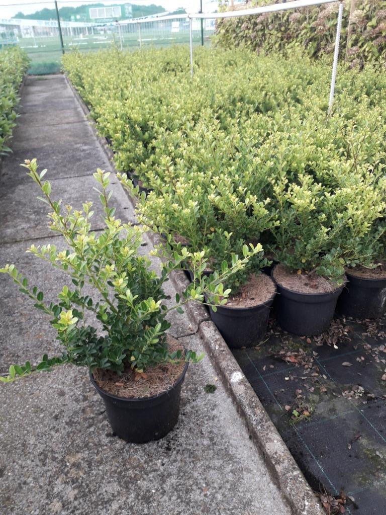 Japanse hulst / Ilex crenata 'Green Hedge', Tuin en Terras, Planten | Struiken en Hagen, Ophalen, Hulst