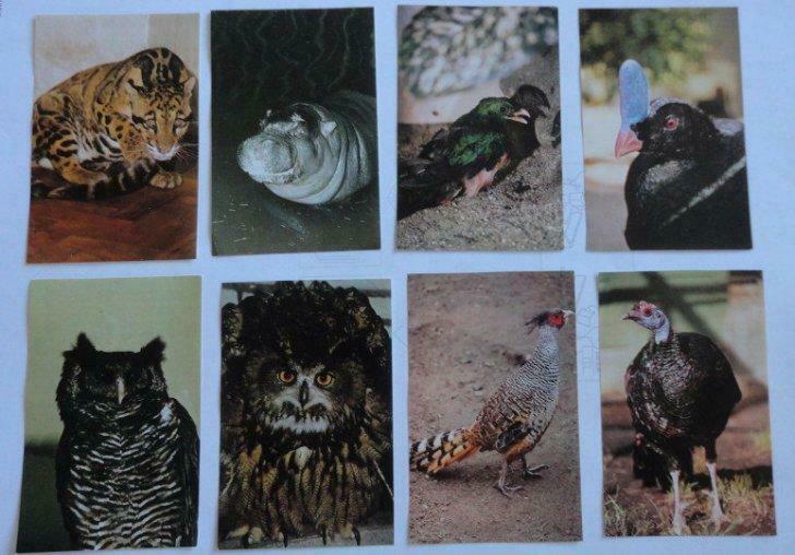 8 chromos de beukelaer 96 espèces animales menacées, Collections, Enlèvement ou Envoi, Utilisé