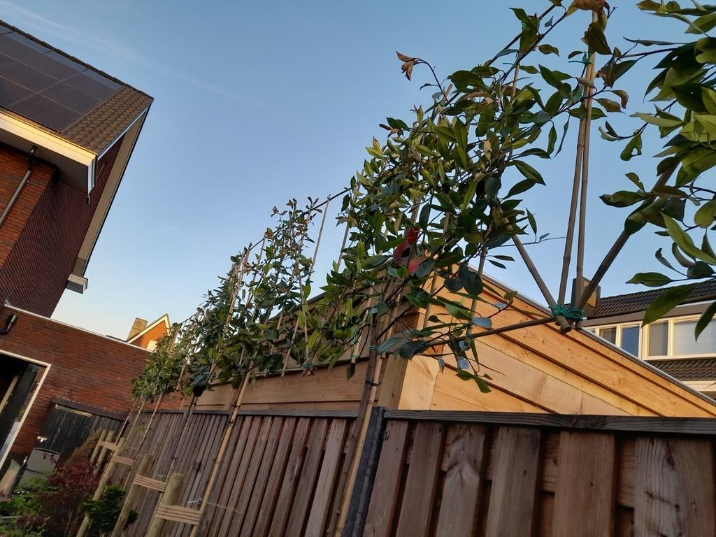 Leiphotinia glansmispel leiboom stamomtrek 6-8 cm, Tuin en Terras, Ophalen, Winter, Leiboom