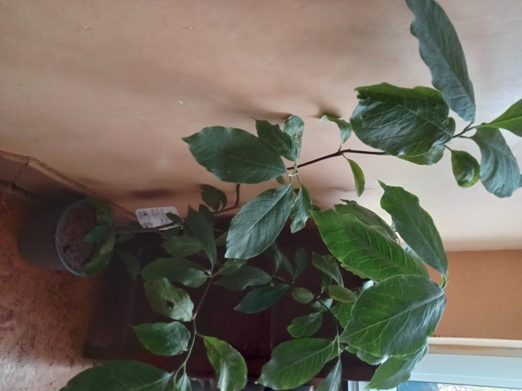 Magnolia, Tuin en Terras, Ophalen, Overige soorten, Struik
