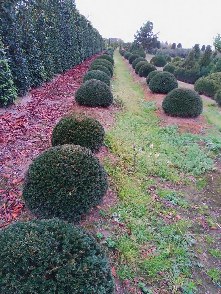 Taxus bollen ! Top, Ophalen of Verzenden, Taxus