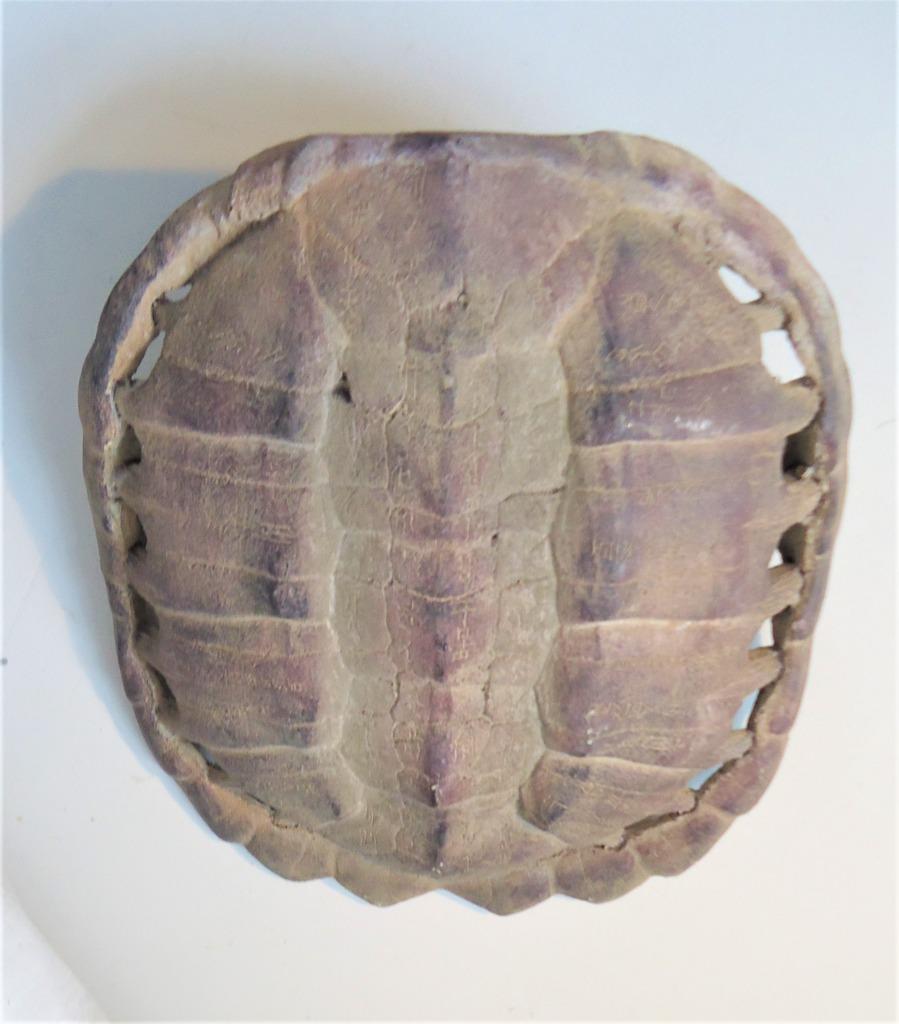 Carapace Tortue Applique Art home decoration 👀⚡😍🎁👌, Enlèvement ou Envoi