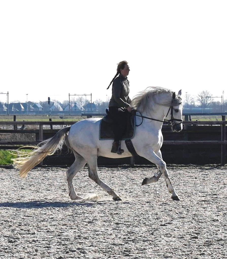 Zeer lief en mooie PRE ruin van 1.65m 7jr, Met stamboom, Ruin, Dressuurpaard, L